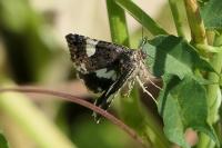 Tyta luctuosa
