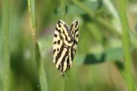 Emmelia trabealis