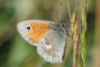 Coenonympha pamphilus