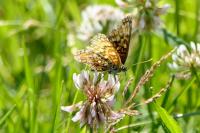 Melitaea phoebe