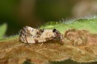 Cochylis molliculana