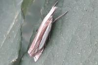 Crambus pascuella