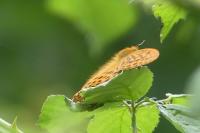 Argynnis paphia