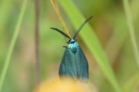 Jordanita globulariae