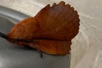 Gastropacha quercifolia