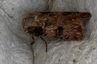 Agrotis puta
