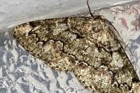 Cleorodes lichenaria