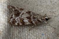 Scoparia pyralella
