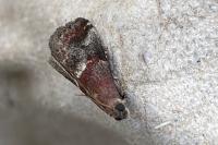 Acrobasis marmorea