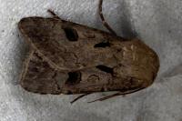 Agrotis exclamationis