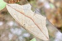 Timandra comae
