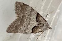 Nola cucullatella