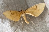 Gandaritis pyraliata