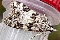 Eudonia delunella