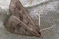 Mecyna asinalis