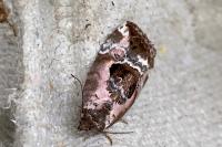 Elaphria venustula