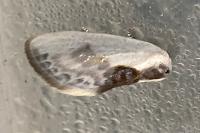 Cilix glaucata