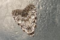 Meganola strigula