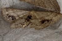 Idaea dimidiata