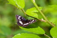Limenitis reducta