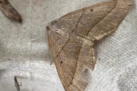 Scotopteryx luridata