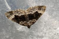 Epirrhoe galiata
