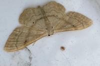 Idaea deversaria