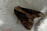 Dypterygia scabriuscula