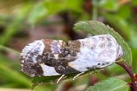 Acontia lucida