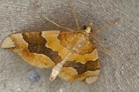 Cidaria fulvata