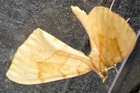 Gandaritis pyraliata