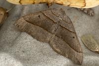 Scotopteryx luridata