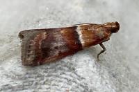 Acrobasis repandana