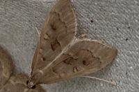 Mecyna asinalis