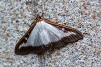 Cydalima perspectalis
