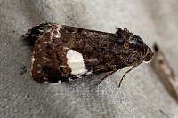 Tyta luctuosa