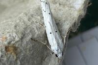 Myelois circumvoluta