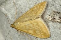Sitochroa verticalis