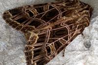 Sideridis reticulata