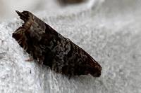 Ancylis