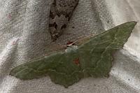 Hemithea aestivaria
