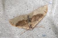 Idaea degeneraria