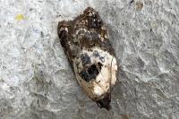 Acleris variegana