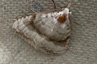 Meganola albula