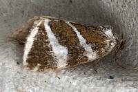 Deltote bankiana