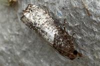 Notocelia roborana