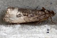 Hedya nubiferana
