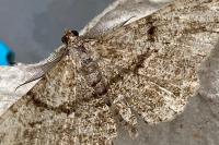 Peribatodes rhomboidaria