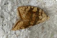 Aleimma loeflingiana