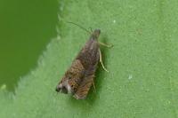 Dichrorampha